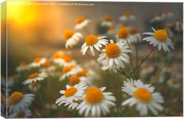 Chamomile Glow Canvas Print by Alison Chambers