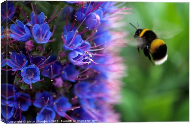 Bee on Echium Canvas Print by Alison Chambers