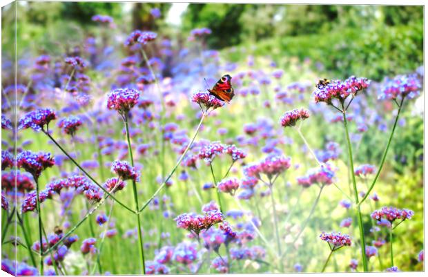 Verbena Butterfly Canvas Print by Alison Chambers