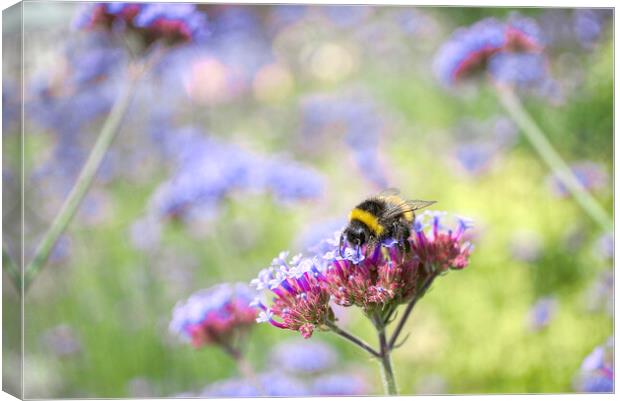 Bee on Verbena Canvas Print by Alison Chambers