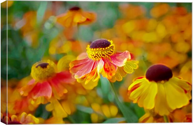 Beautiful Heleniums Canvas Print by Alison Chambers