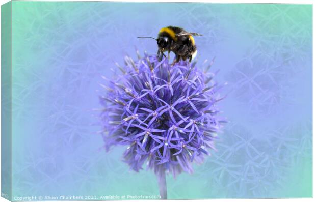 Bee on a Globe Thistle  Canvas Print by Alison Chambers