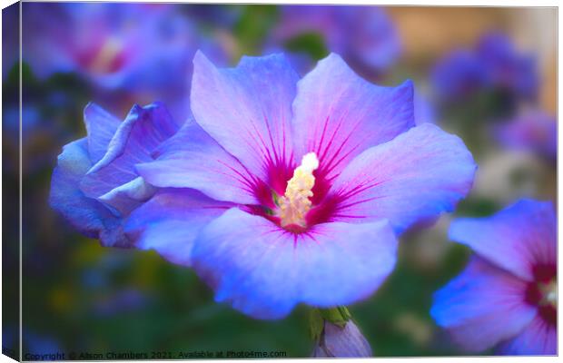 Blue Hibiscus  Canvas Print by Alison Chambers
