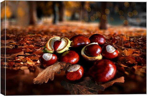 Autumn Conkers Canvas Print by Alison Chambers