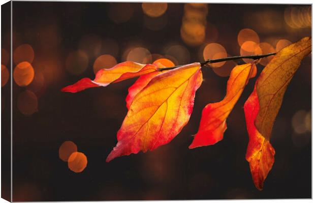 Autumn Leaves Canvas Print by Alison Chambers