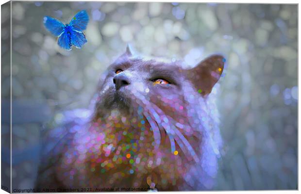 Mesmerised Cat And Butterfly Canvas Print by Alison Chambers
