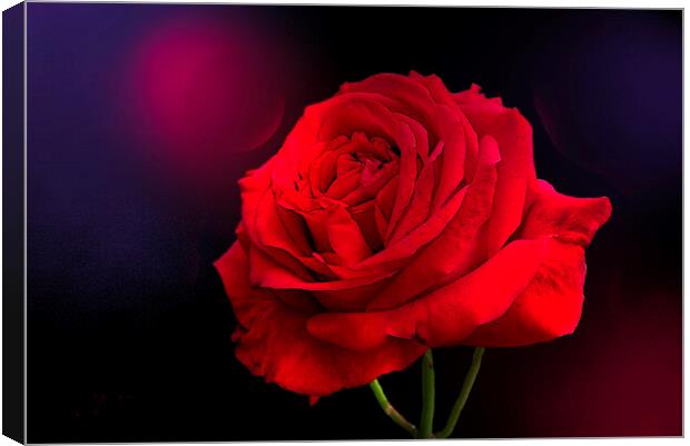 Red Rose  Canvas Print by Alison Chambers