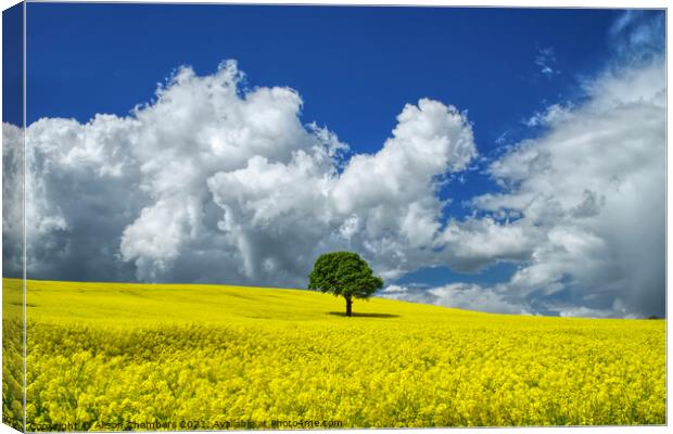 Oilseed Landscape  Canvas Print by Alison Chambers