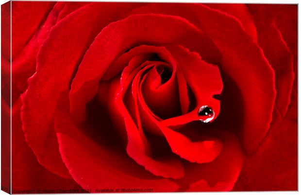 Romantic Red Rose Canvas Print by Alison Chambers