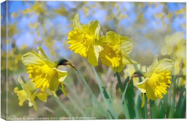 Fresh Spring Daffodils  Canvas Print by Alison Chambers