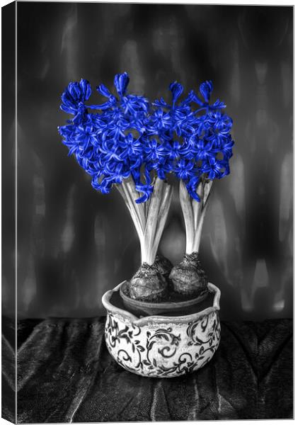Blue Hyacinths  Canvas Print by Alison Chambers