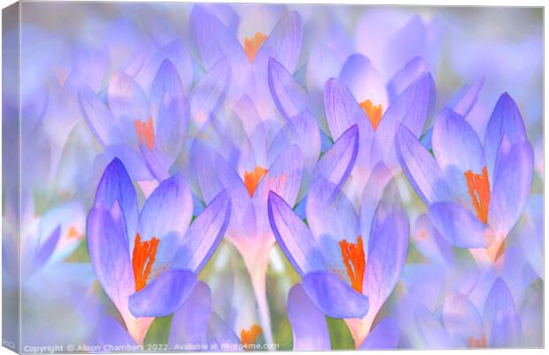 Pretty Crocuses  Canvas Print by Alison Chambers