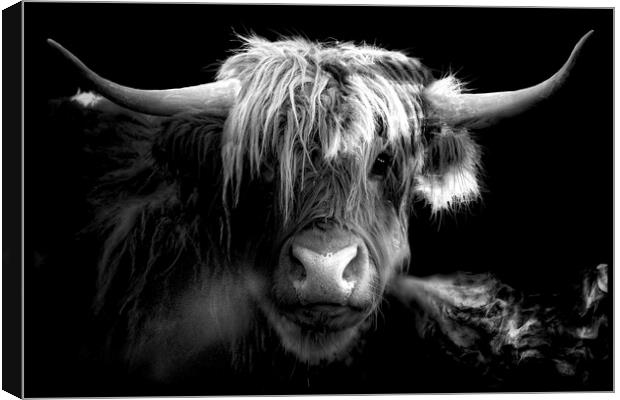 Scottish Highland Cow Canvas Print by Alison Chambers