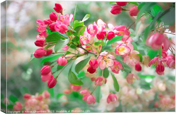 Apple Blossom Canvas Print by Alison Chambers