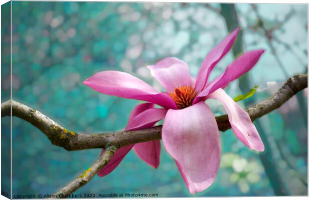 Black Magnolia Canvas Print by Alison Chambers