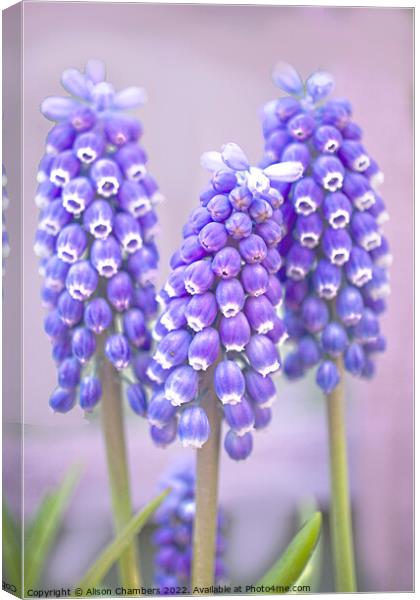 Muscari Trio Canvas Print by Alison Chambers