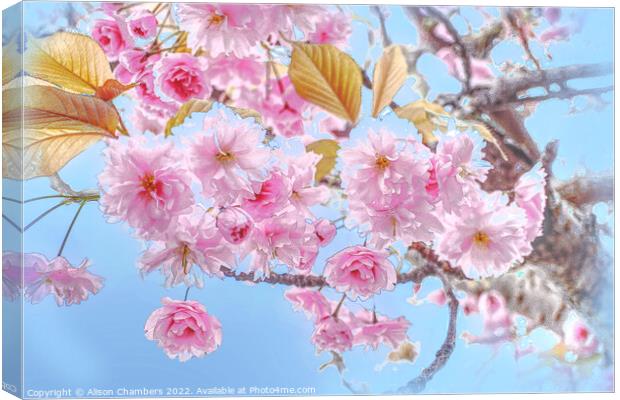  Cherry Blossom Canvas Print by Alison Chambers