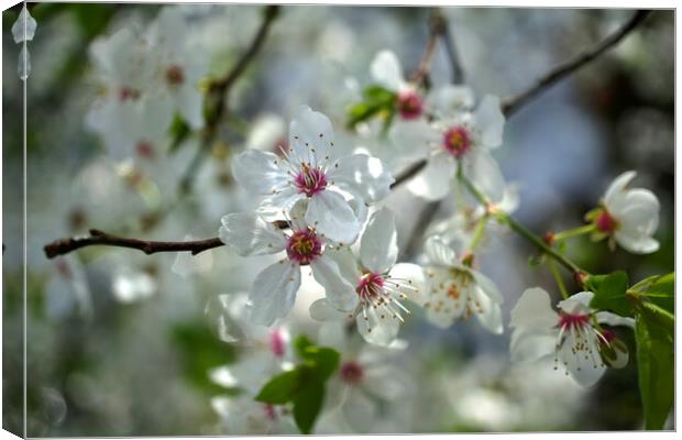 Wild Cherry Blossom  Canvas Print by Alison Chambers