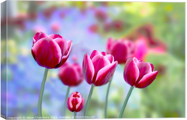 Picotee Tulips Canvas Print by Alison Chambers