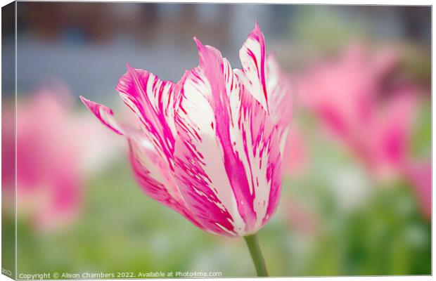  Tulip Canvas Print by Alison Chambers