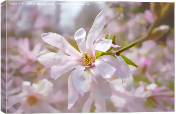Magnolia Stellata Flower Canvas Print by Alison Chambers