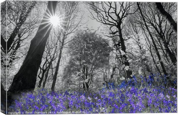 Spring Sunshine Bluebell Wood Colour Selection  Canvas Print by Alison Chambers
