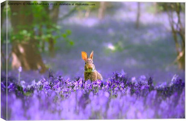 Woodland Rabbit  Canvas Print by Alison Chambers