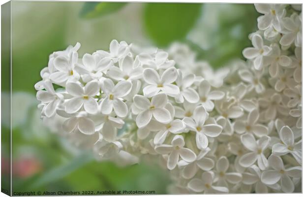 White Lilac Flowers  Canvas Print by Alison Chambers
