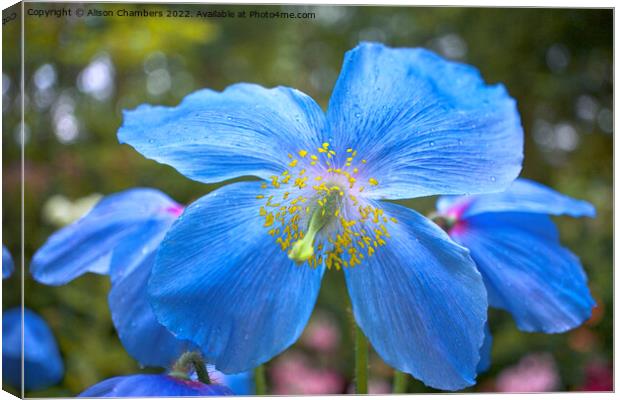 Himalayan Blue Poppy Canvas Print by Alison Chambers