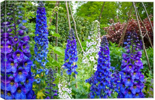 Delphiniums  Canvas Print by Alison Chambers
