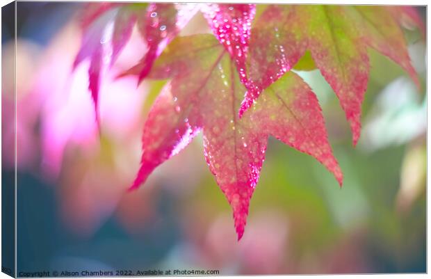 Colourful Acer Leaves Canvas Print by Alison Chambers