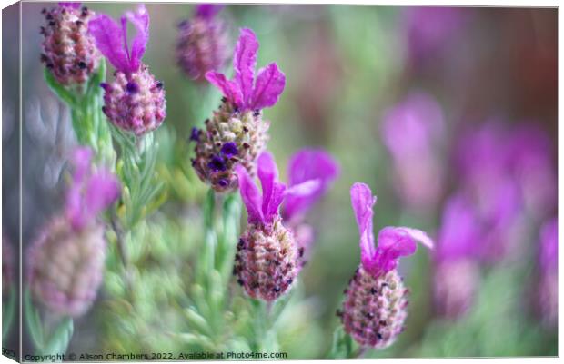 French Lavender  Canvas Print by Alison Chambers