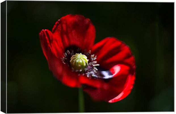 Poppy Flower Canvas Print by Alison Chambers