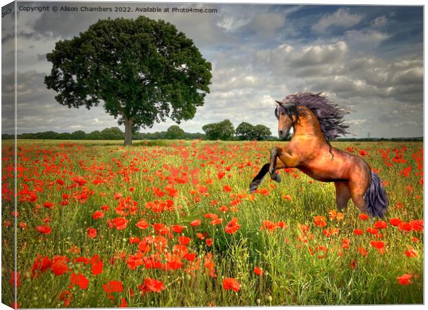 Horse In A Poppy Field Canvas Print by Alison Chambers
