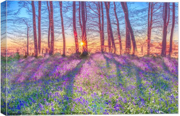 Sunrise Bluebells Canvas Print by Alison Chambers