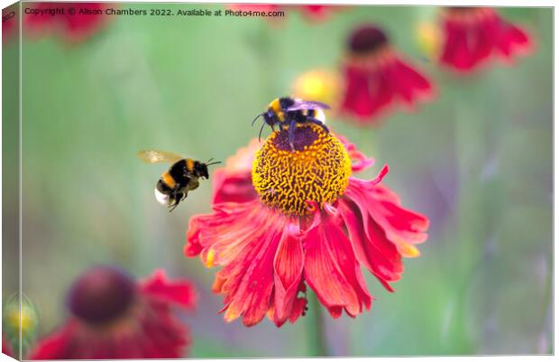 Busy Bumblebees Canvas Print by Alison Chambers