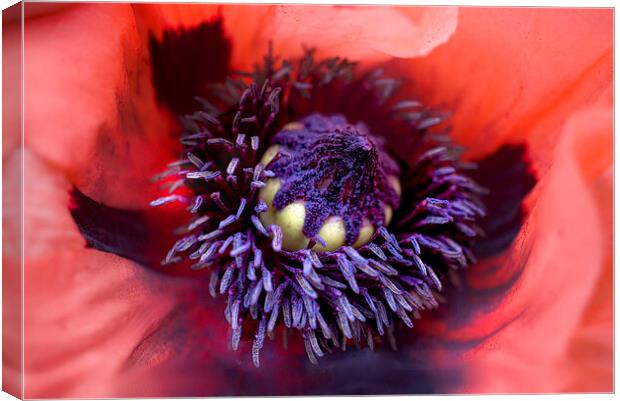 Centre of a Poppy Flower Canvas Print by Alison Chambers