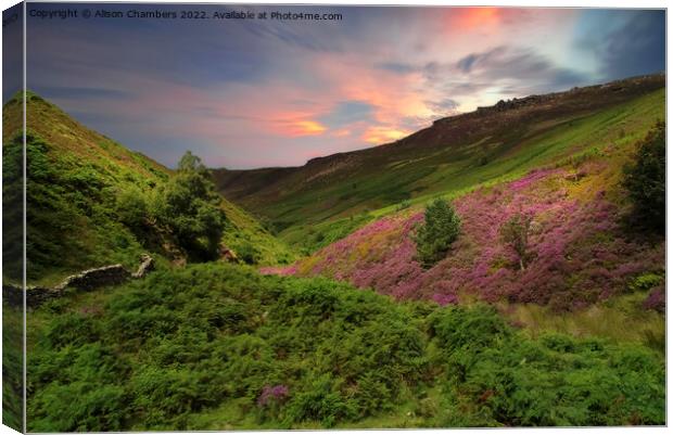 Peak District Sunset Heather Moor  Canvas Print by Alison Chambers