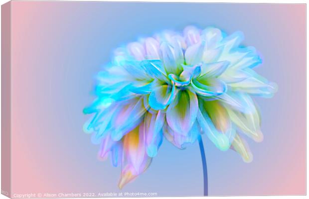Dahlia Flower Canvas Print by Alison Chambers