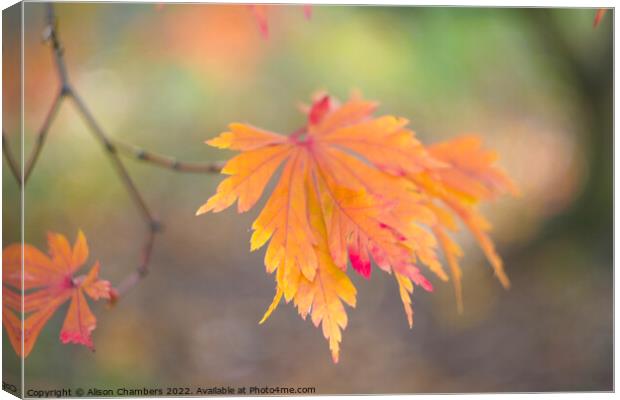 Autumn Leaf Canvas Print by Alison Chambers