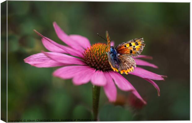 Butterfly On Echinacea Flower Canvas Print by Alison Chambers