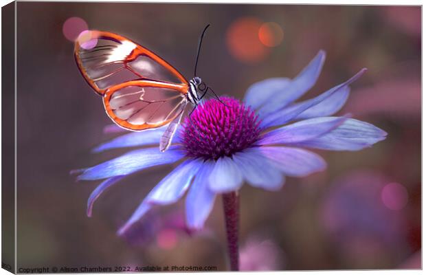 Glasswing Butterfly on Echinacea  Canvas Print by Alison Chambers