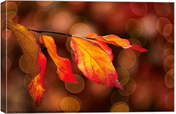 Colourful Autumn Leaves Canvas Print by Alison Chambers