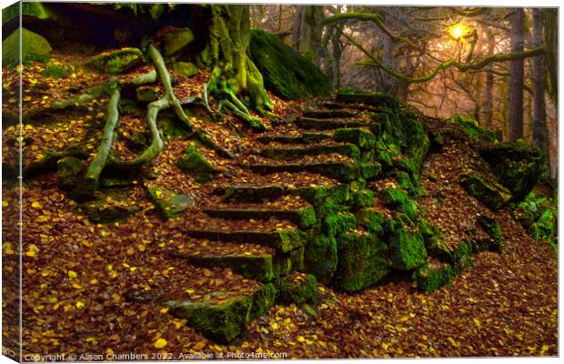 Woodland Steps Padley Gorge Canvas Print by Alison Chambers