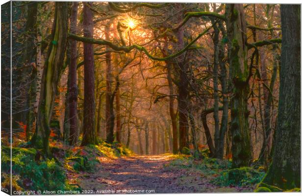 Padley Gorge Evening sun Canvas Print by Alison Chambers