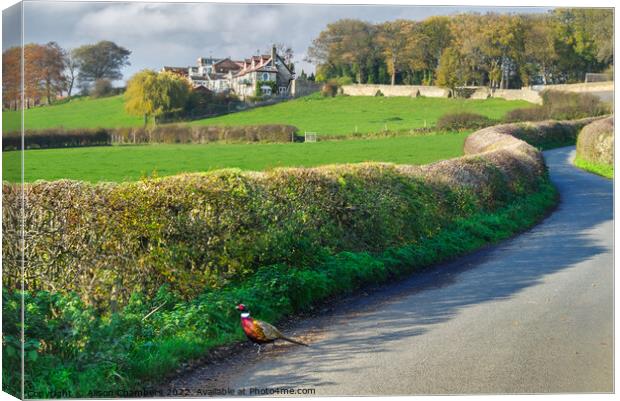 Country Pheasant Barnsley  Canvas Print by Alison Chambers