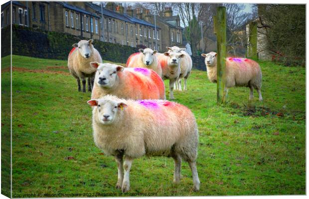 Colourful Flock of Sheep Canvas Print by Alison Chambers