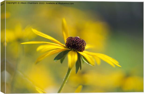 Rudbeckia Flower Canvas Print by Alison Chambers