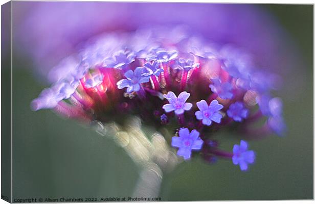 Verbena Flower Canvas Print by Alison Chambers