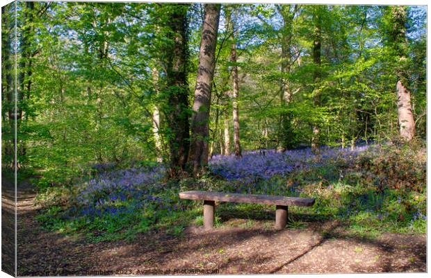 Yorkshire Bluebells Canvas Print by Alison Chambers